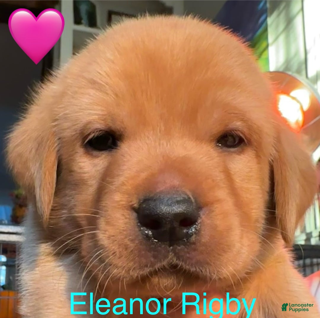 Labrador Retriever dogs for sale: Eleanor Rigby - Ad 1