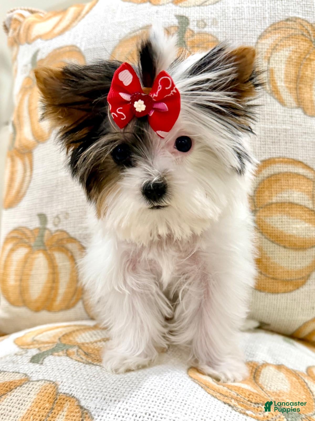 Biewer Terrier dogs Biewer Terrier 3 - Ad 1