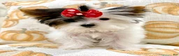 Biewer Terrier dogs for sale: Biewer Terrier 3 - Ad 1