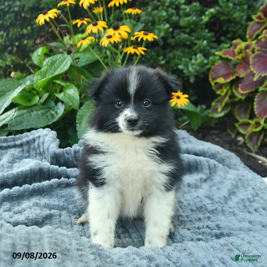 Pomeranian dogs Ranger  - Ad 1
