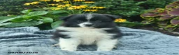 Pomeranian dogs for sale: Ranger  - Ad 1