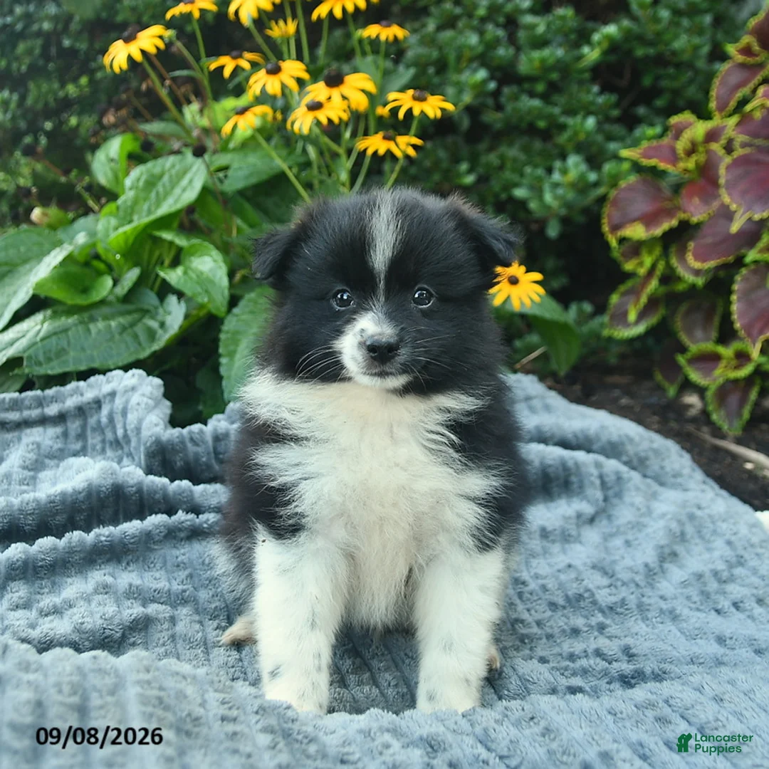 Pomeranian dogs for sale: Ranger  - Ad 1