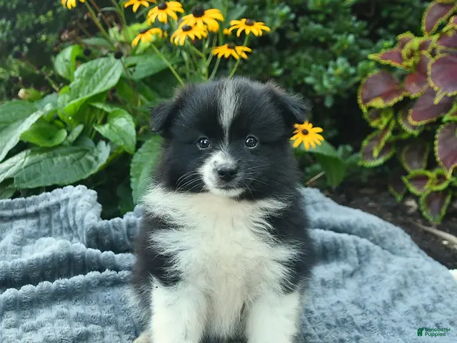 Pomeranian dogs Ranger - Ad 1