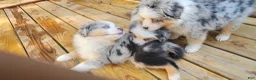 Miniature Australian Shepherd dogs for sale: Spot - Ad 4