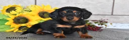 Miniature Dachshund dogs for sale: Otis - Ad 1