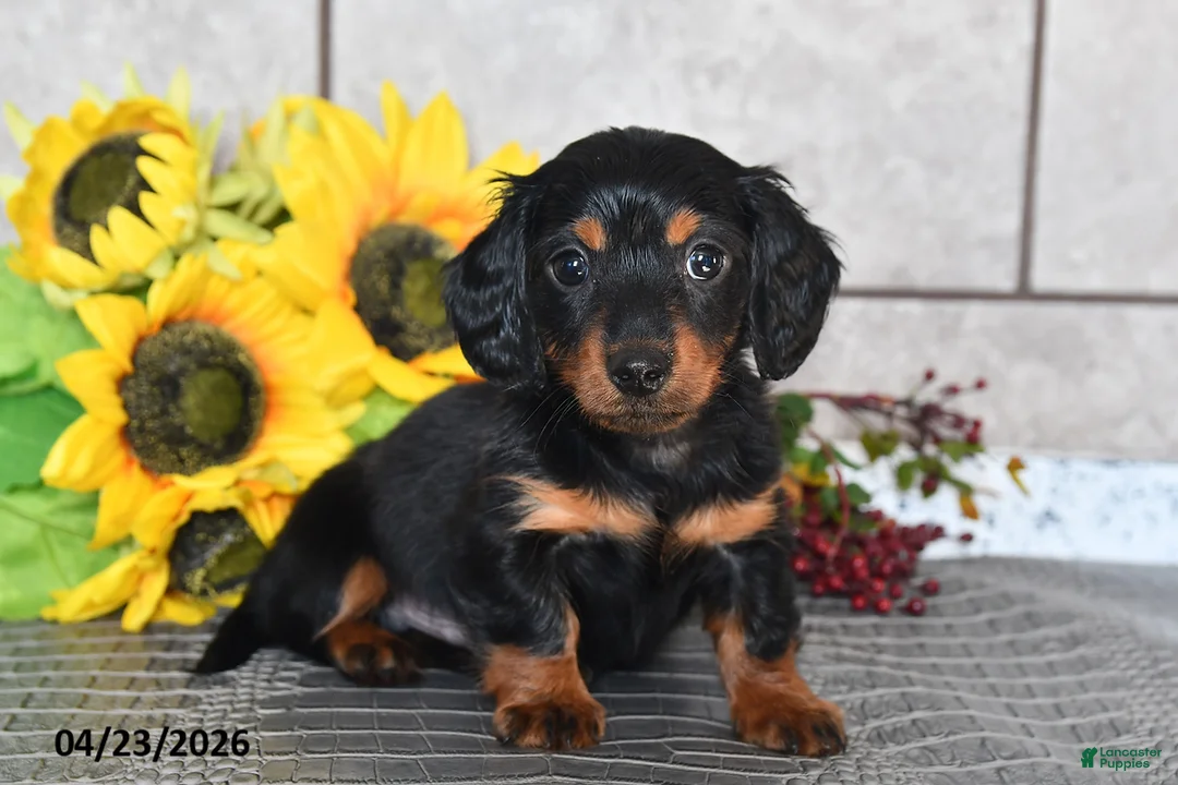 Miniature Dachshund dogs for sale: Otis - Ad 1