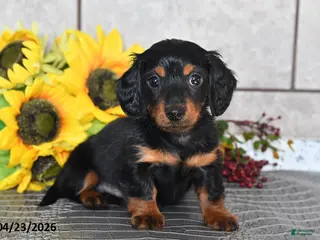 Miniature Dachshund dogs for sale: Otis - Ad 1