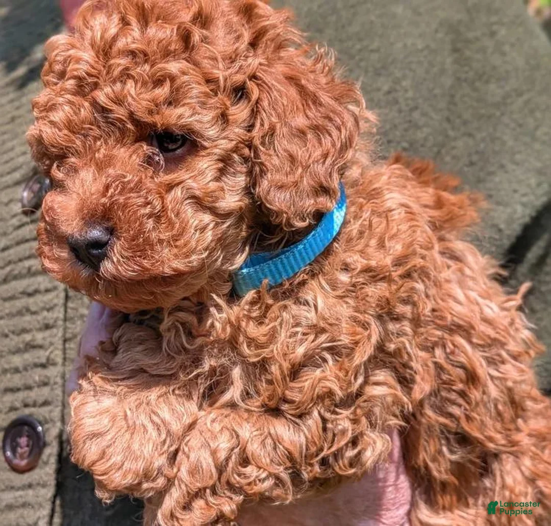 Toy Poodle dogs for sale: Lora - Ad 9