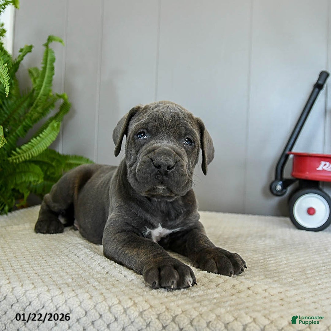 Cane Corso dogs for sale: Harley - Ad 5