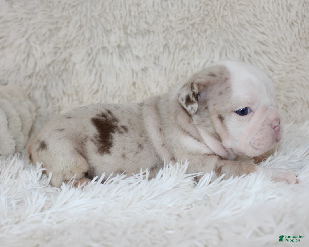 English Bulldog dogs for sale: Nala - Ad 1