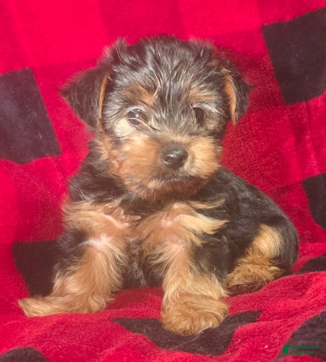 Yorkshire Terrier dogs for sale: Goliath  - Ad 1