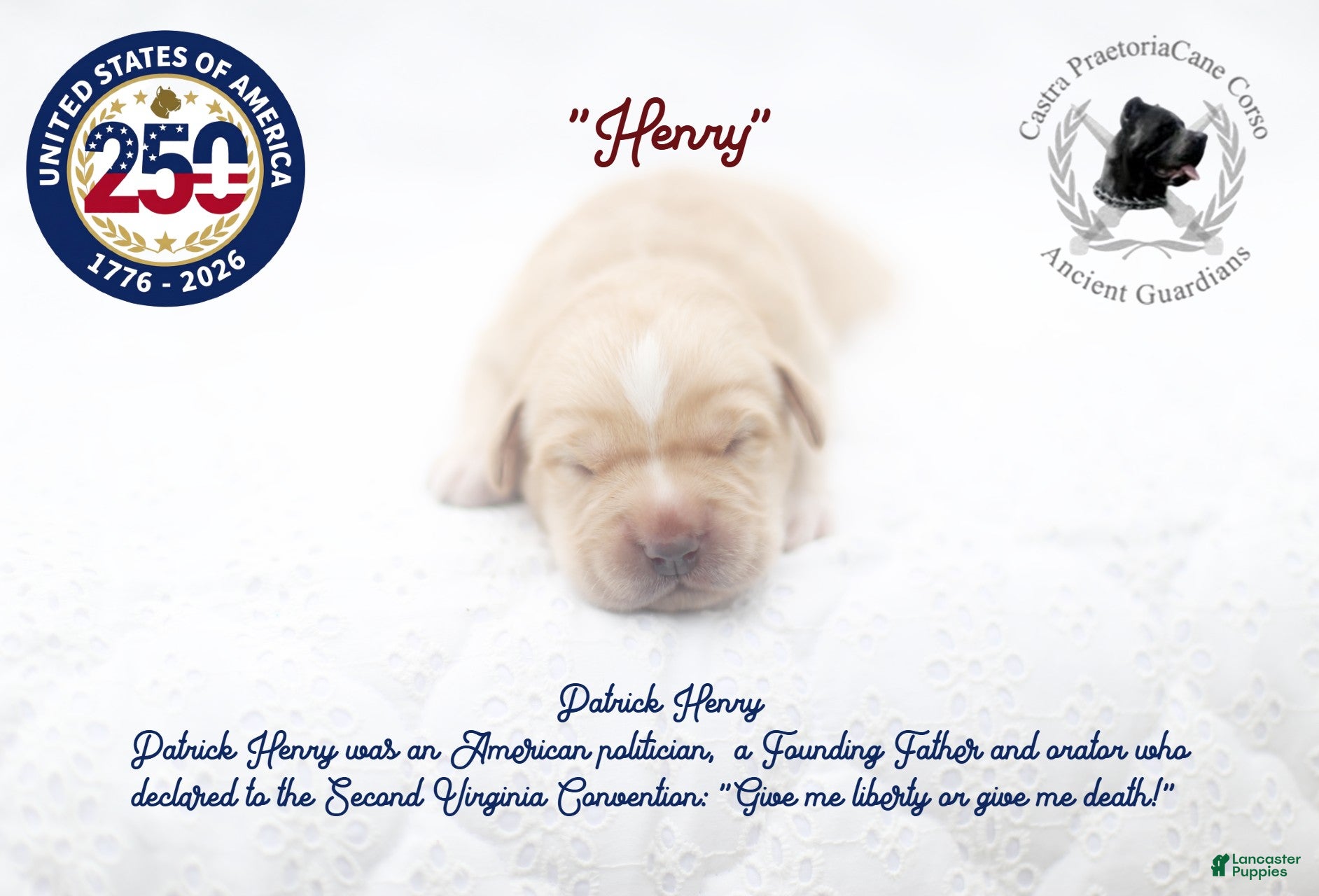 Cane Corso dogs "Henry" - Ad 20