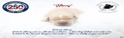 Cane Corso dogs for sale: "Henry" - Ad 1