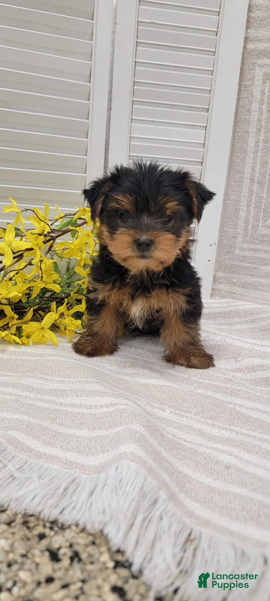 Yorkshire Terrier dogs for sale: Buster - Ad 2