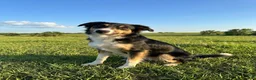 Border Collie dogs for sale: Catkin - Ad 4