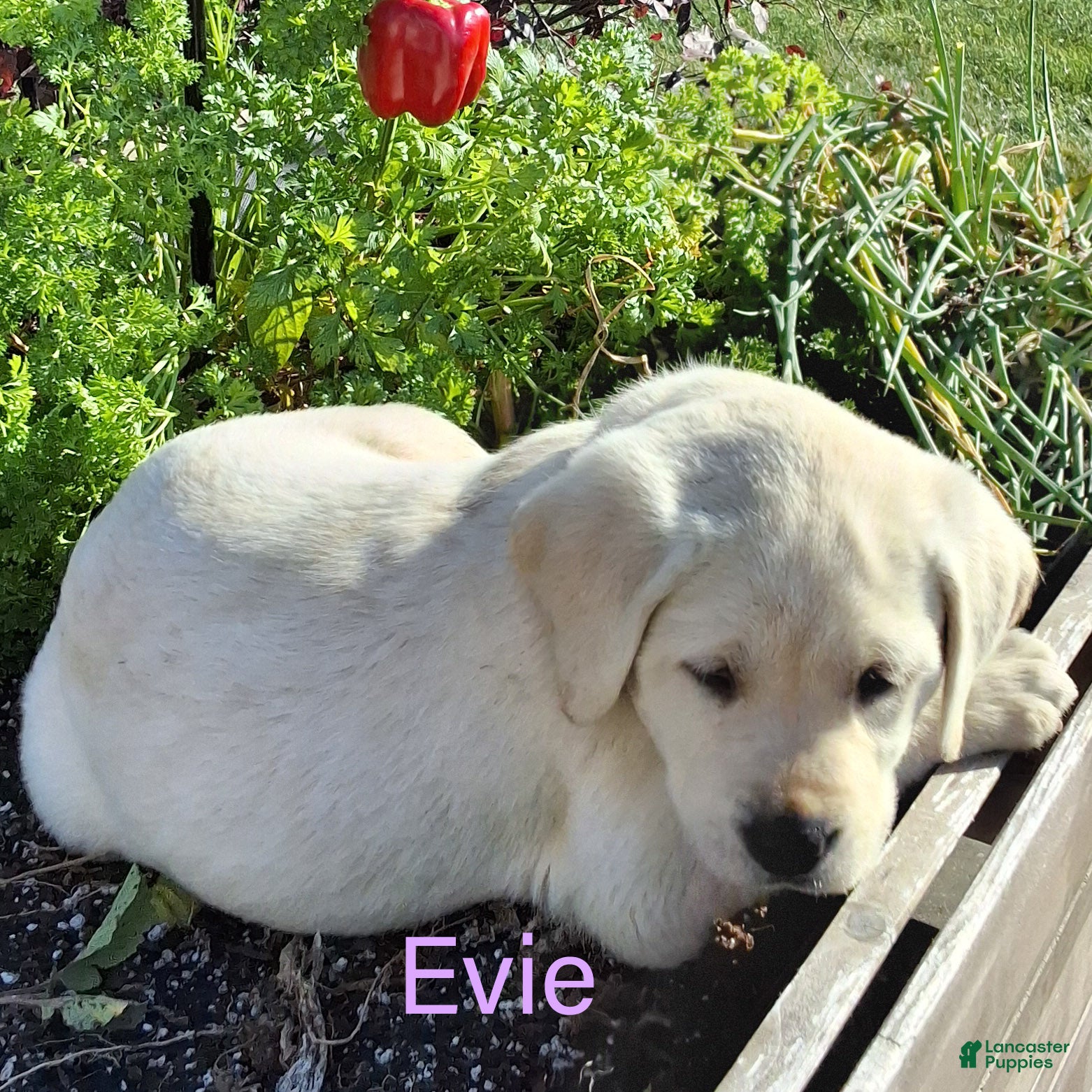 Labrador Retriever dogs for sale: Evie Labrador Retriever 6 - Ad 2