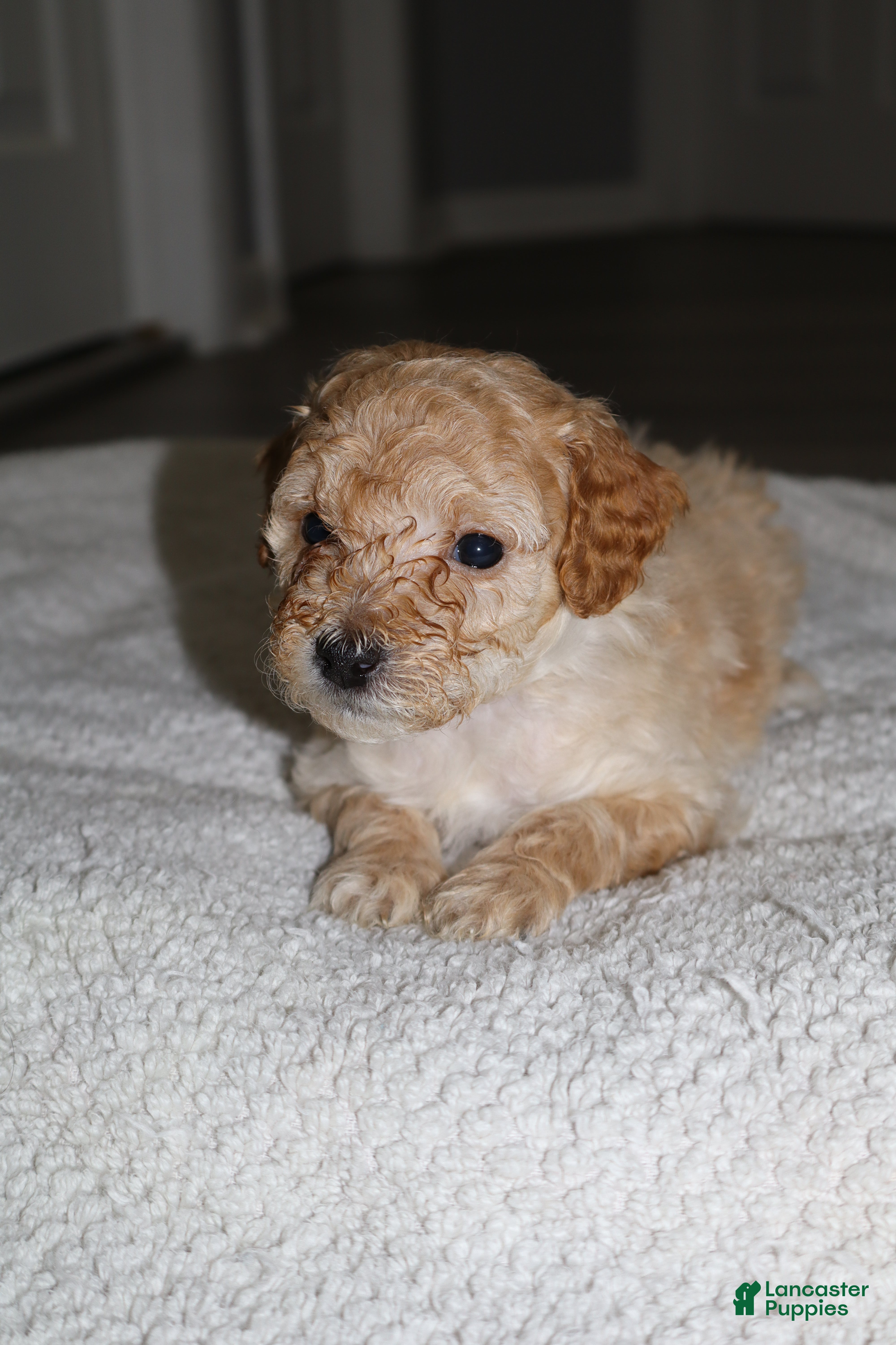 Miniature Poodle dogs Miniature Poodle Puppy 4 - Ad 31