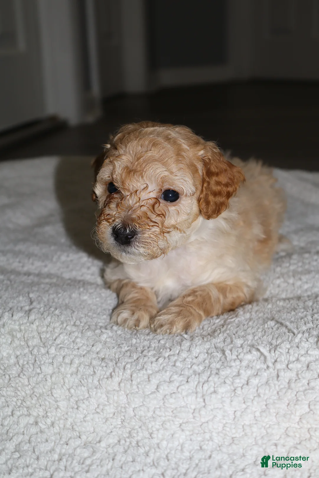 Miniature Poodle dogs for sale: Miniature Poodle Puppy 4 - Ad 1
