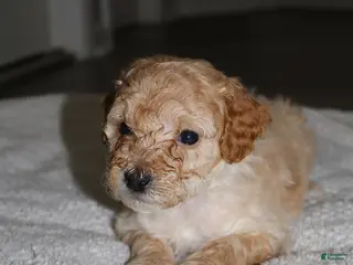 Miniature Poodle dogs Miniature Poodle Puppy 4 - Ad 4