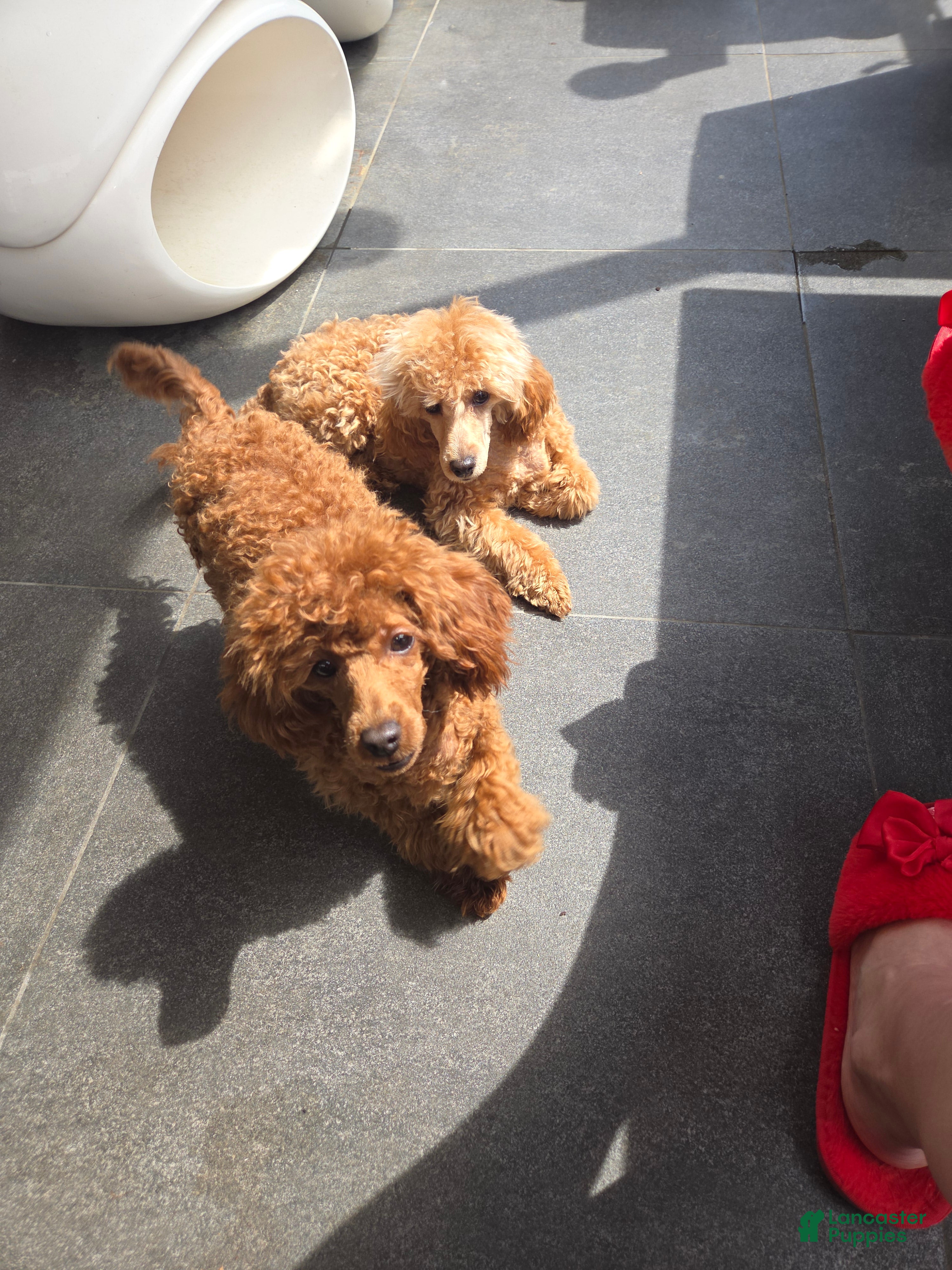 Toy Poodle dogs Toy Poodle Puppy 2 - Ad 1