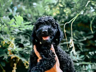 Goldendoodle dogs Daisy - Ad 9