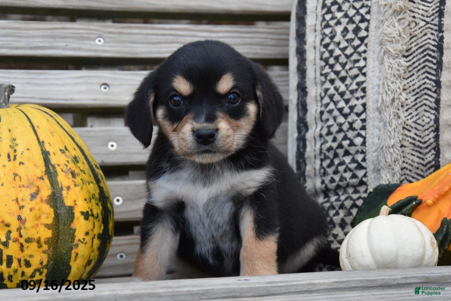 Mixed Breed dogs Sparky - Ad 1