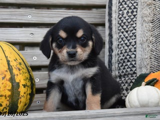 Mixed Breed dogs Sparky - Ad 1