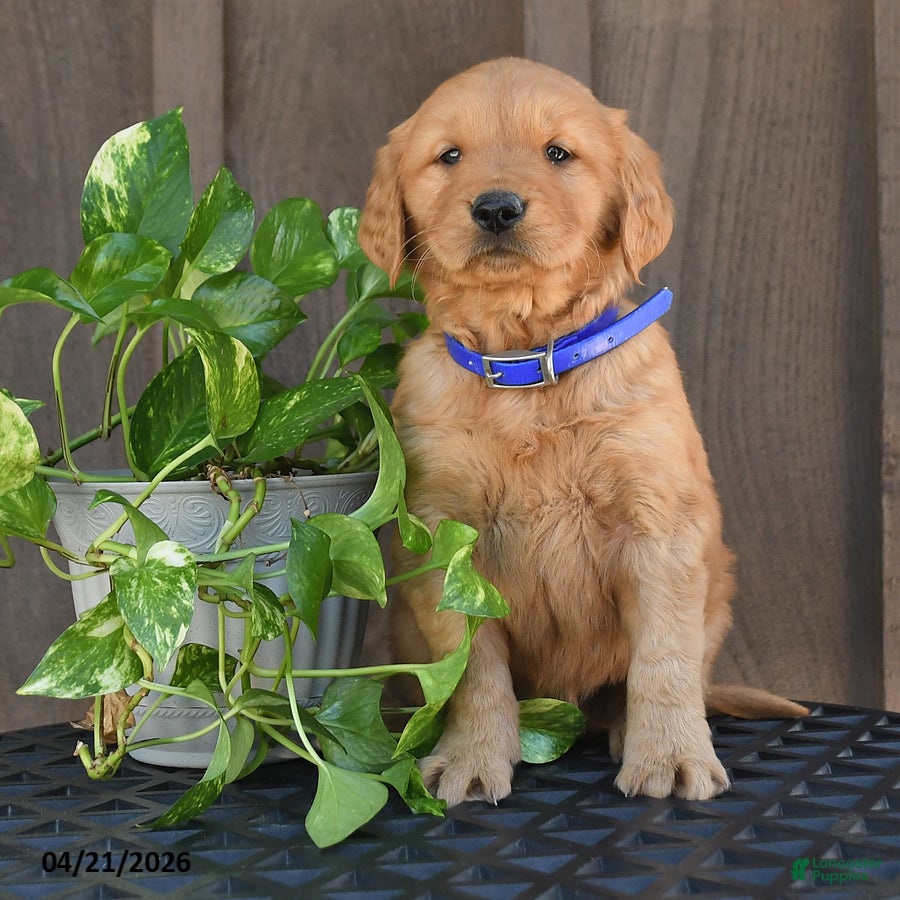 Golden Retriever dogs Ranger - Ad 2