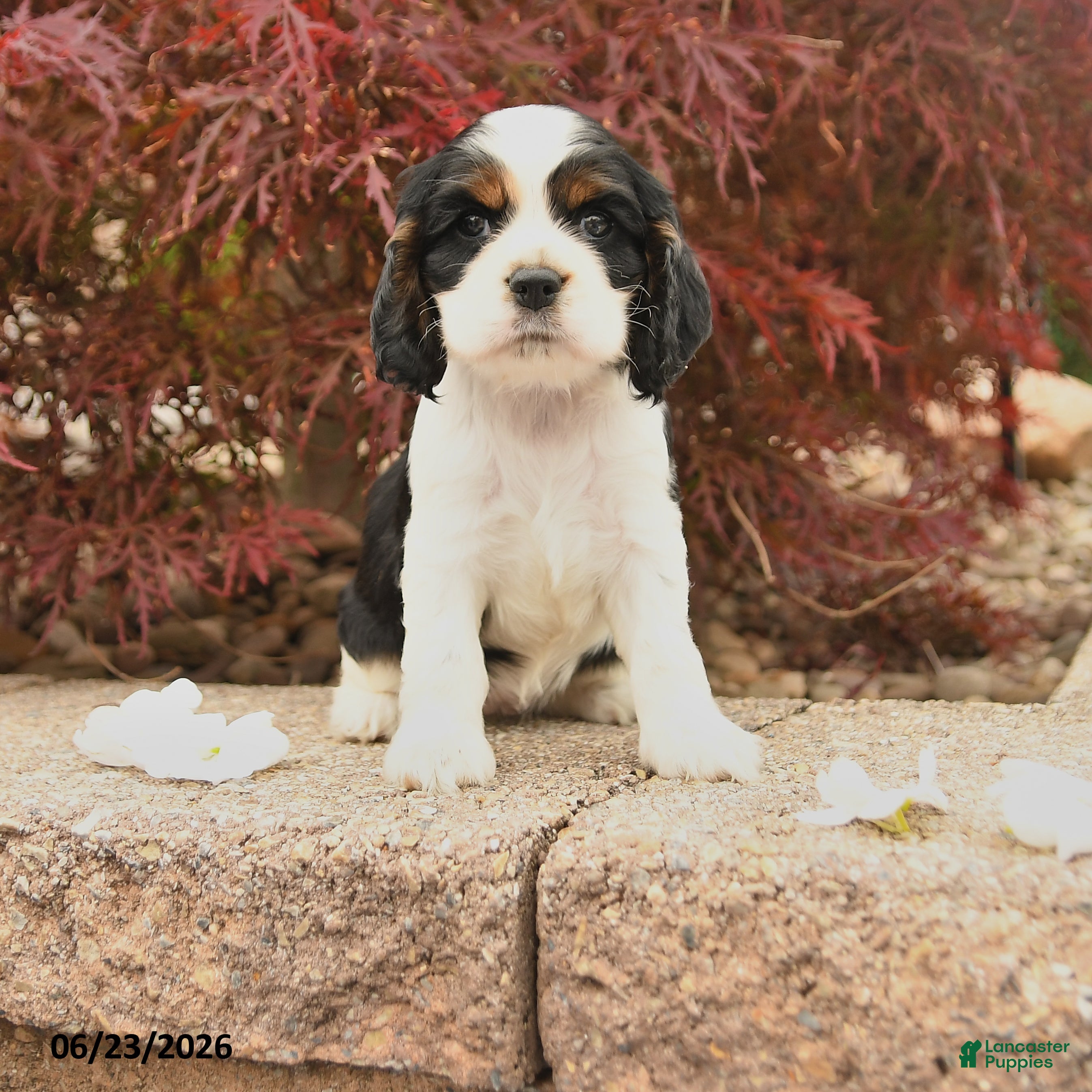 Cocker Spaniel dogs Lady - Ad 1