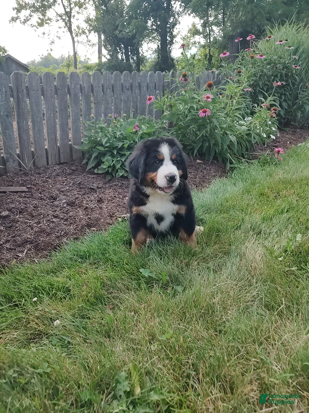Bernese Mountain Dog dogs for sale: Lee - Ad 5