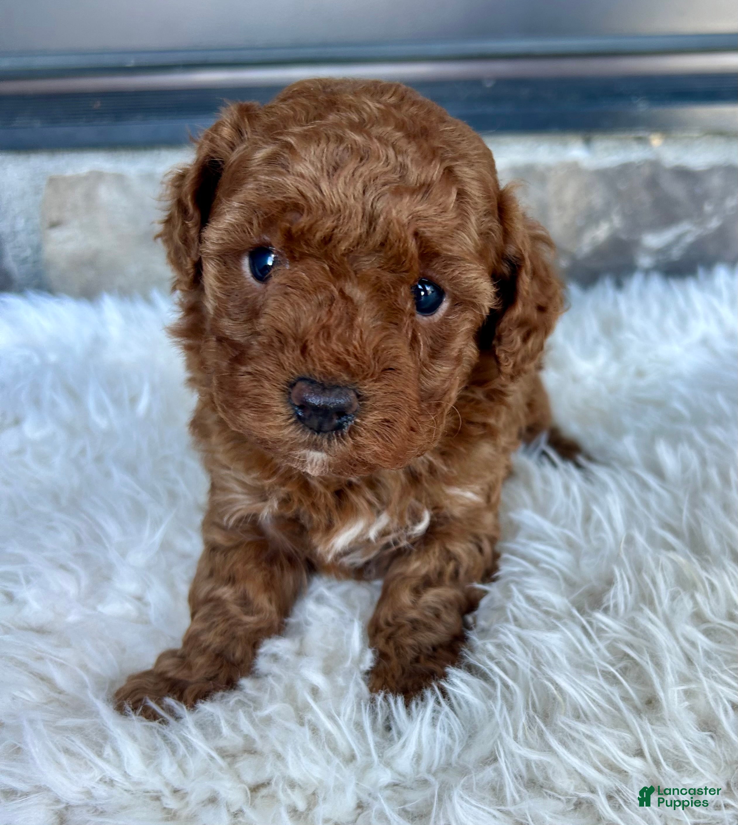Toy Poodle dogs for sale: Skye - Ad 1
