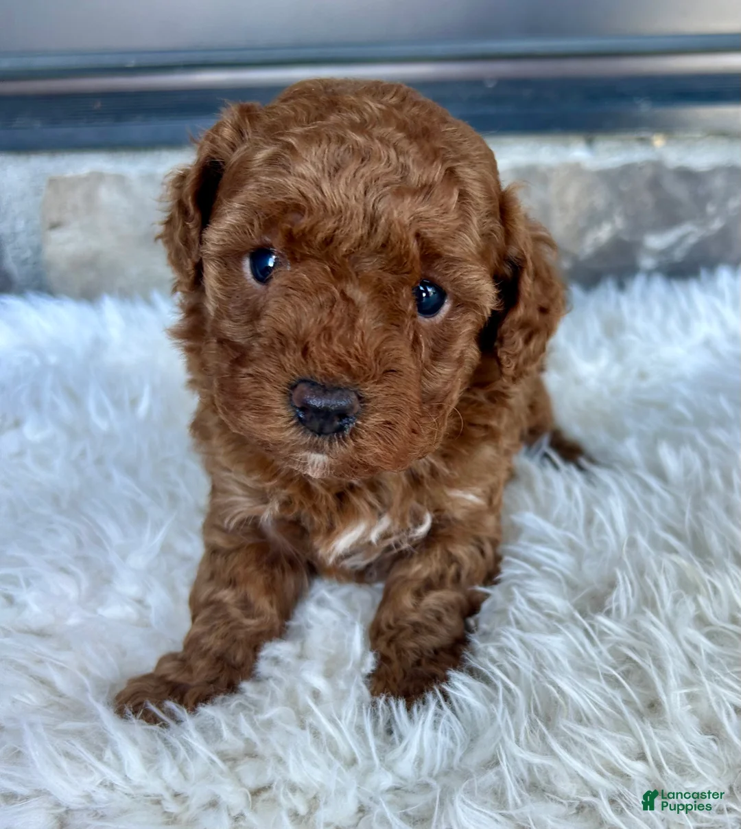 Toy Poodle dogs for sale: Skye - Ad 1