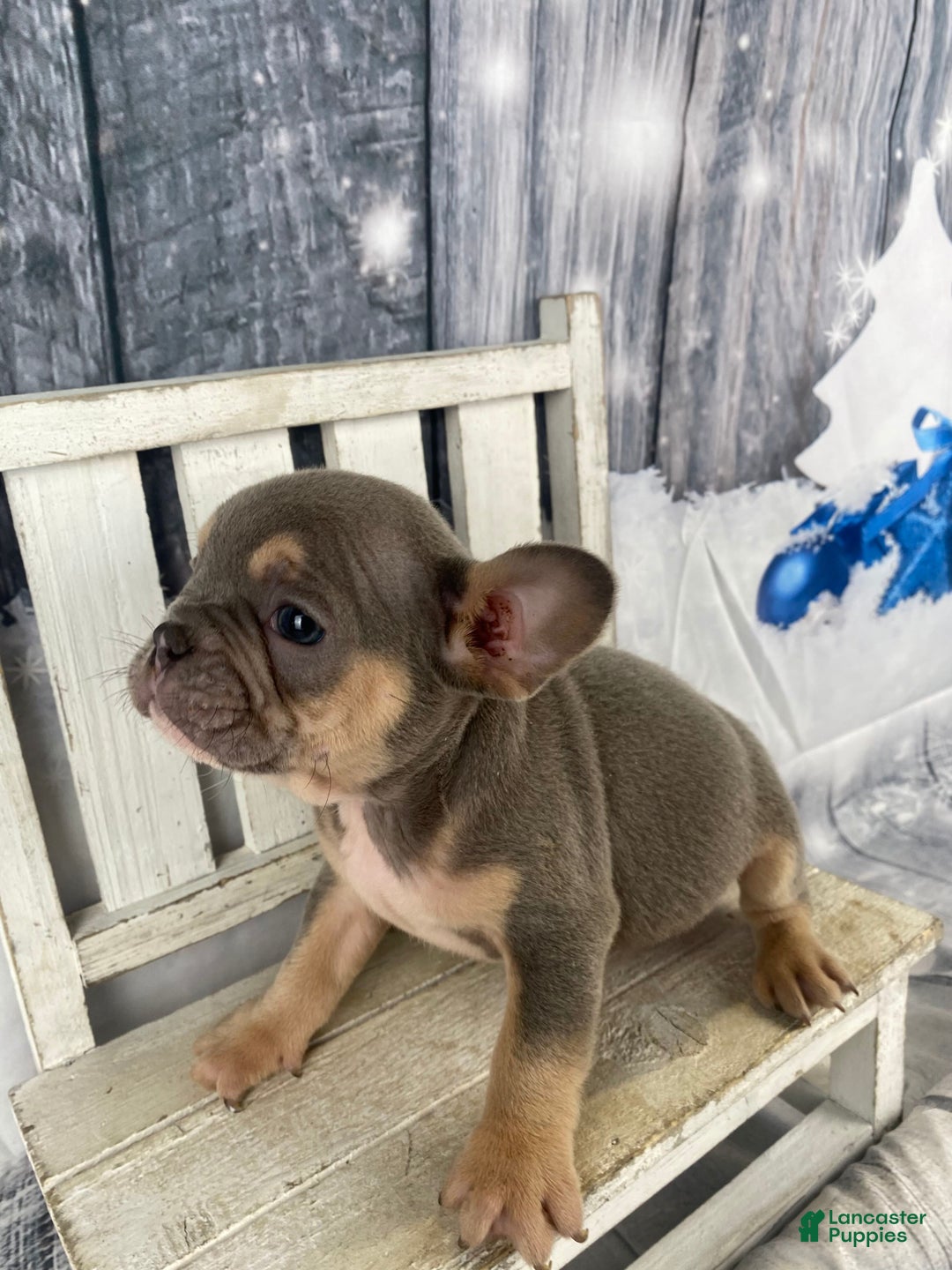 French Bulldog dogs for sale: Leo - Ad 10
