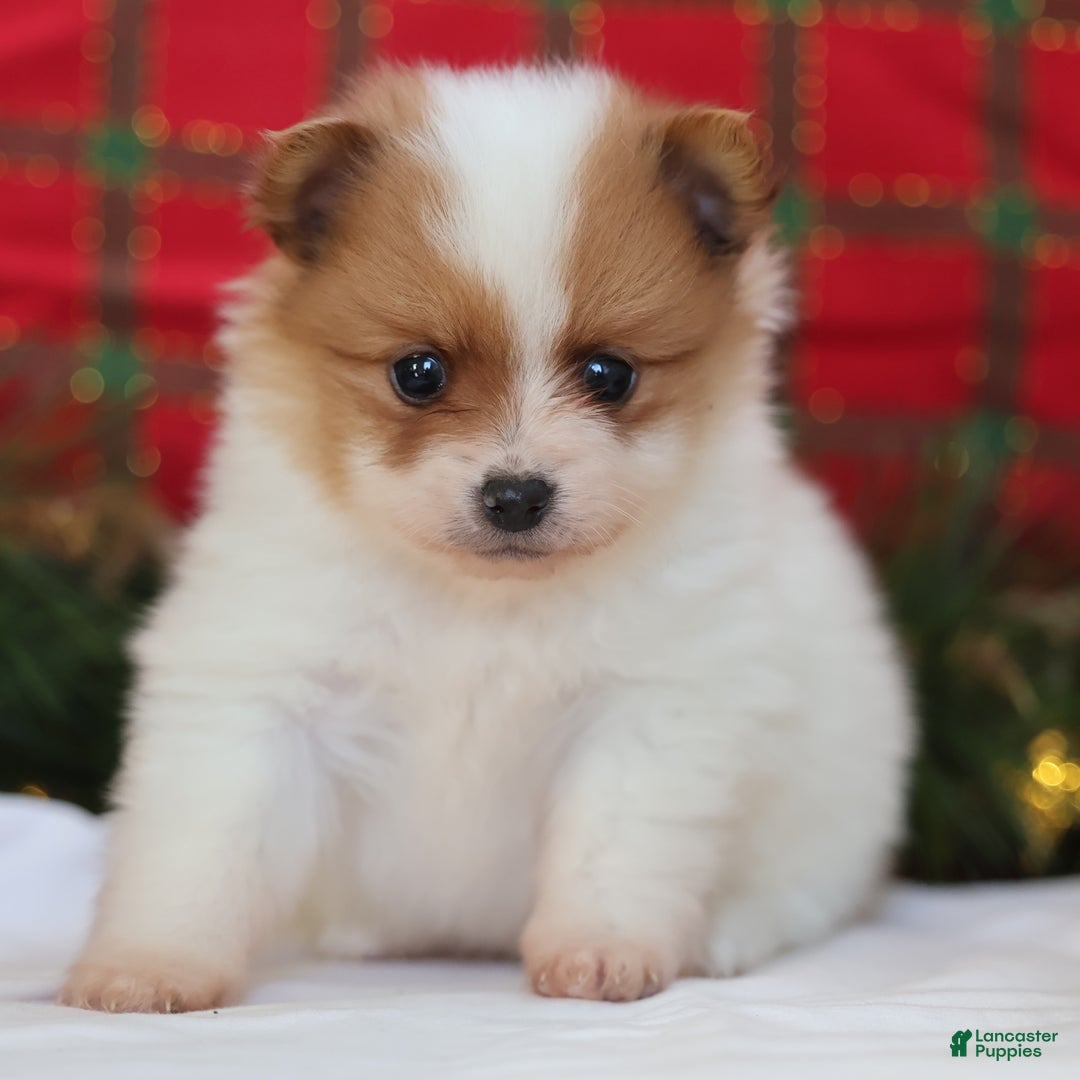 Pomeranian dogs for sale: Captain  - Ad 1