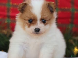 Pomeranian dogs Captain - Ad 23