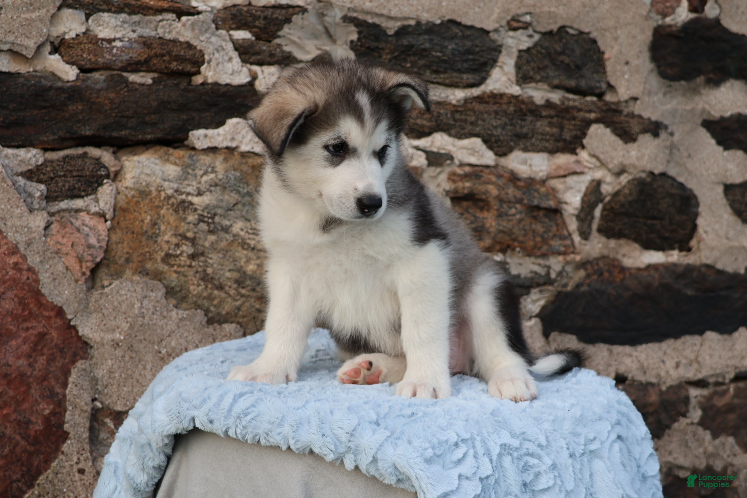 Alaskan Malamute dogs Bailey - Ad 2