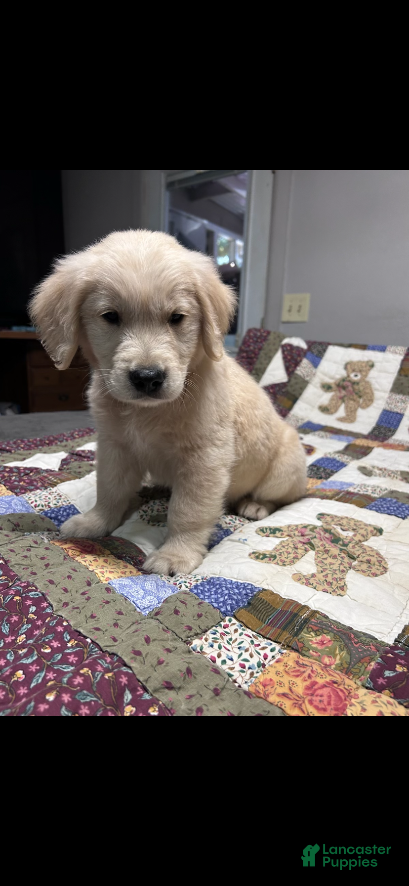 Golden Retriever dogs Charlie - Ad 2