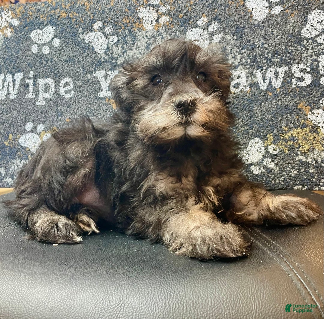 Miniature Schnauzer dogs for sale: Orpha - Ad 6