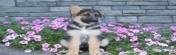 German Shepherd dogs for sale: Bella - Ad 1