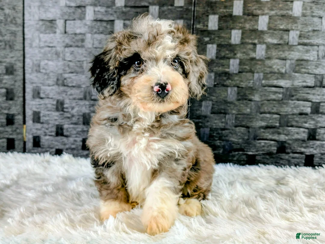Bichpoo dogs for sale: Bingo - Ad 1