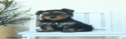 Yorkshire Terrier dogs for sale: Copper  - Ad 5
