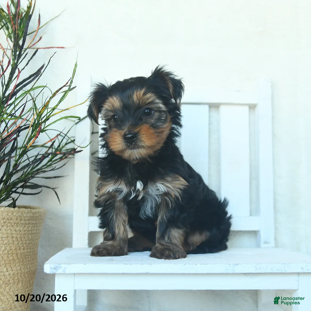 Yorkshire Terrier dogs for sale: Copper  - Ad 5