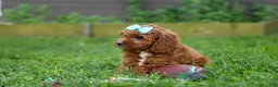 Cavapoo dogs for sale: OSCAR - Ad 12