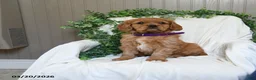Miniature Golden Retriever dogs for sale: Joy - Ad 2