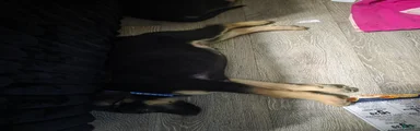 German Shepherd 2