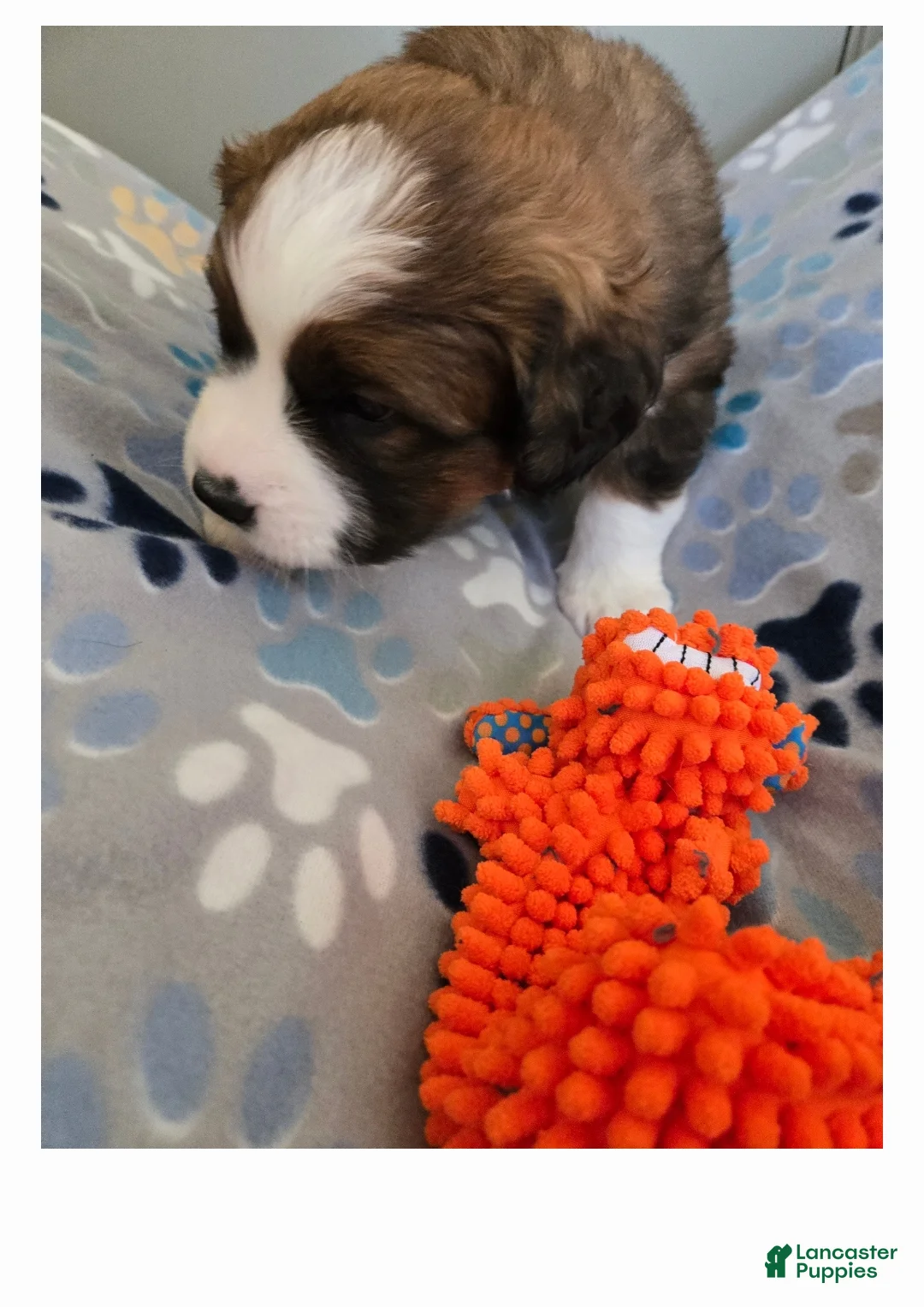 Mixed Breed dogs for sale: Buttercup  - Ad 13