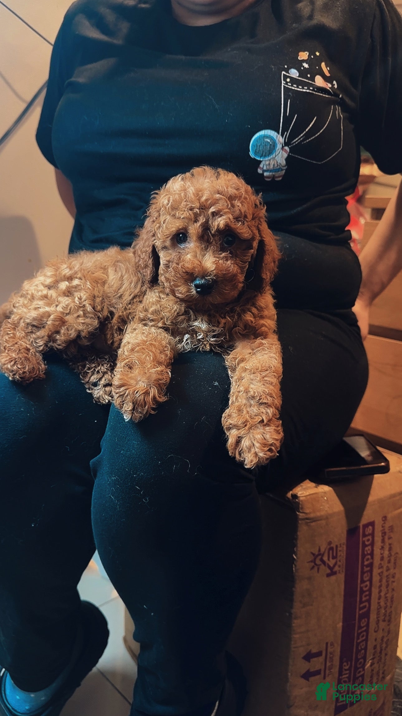Miniature Poodle dogs Miniature Poodle 4 - Ad 8