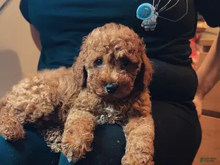 Miniature Poodle dogs Miniature Poodle 4 - Ad 8