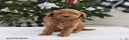 Cockapoo dogs for sale: Nacho - Ad 3