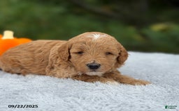 Mini Goldendoodle dogs for sale: Sandra - Image 14